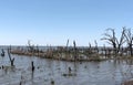 The marshy shoreline of Lake Ngami south of the Okawango Delta in Botswana Royalty Free Stock Photo