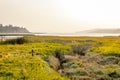 marshy wetlands under smoky hazy skys