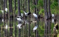 Forest Wood Storks Flock and Reflection Royalty Free Stock Photo