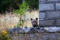 Marsican bear cub in the wild Royalty Free Stock Photo