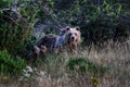 Marsican bear with cubs Royalty Free Stock Photo