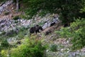 Marsican bear with cubs Royalty Free Stock Photo