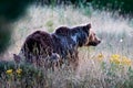 Marsican bear with cubs Royalty Free Stock Photo