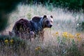 Marsican bear with cubs Royalty Free Stock Photo