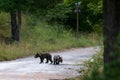 Marsican bear cubs in the wild Royalty Free Stock Photo