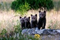 Marsican bear cubs in the wild Royalty Free Stock Photo