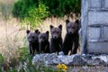 Marsican bear cubs in the wild Royalty Free Stock Photo