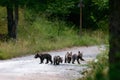 Marsican bear cubs in the wild Royalty Free Stock Photo
