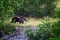 Marsican bear in the wild Royalty Free Stock Photo