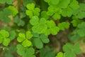 Marsilea crenata is a fern species in nature.