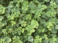Marsilea crenata plant Royalty Free Stock Photo