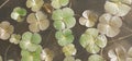 Marsilea Quadrifolia Floats on Water Surface