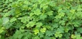 Marsilea quadrifolia | use full tropical garden plant