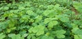 Marsilea quadrifolia , usefull tropical farden plant green leaf Royalty Free Stock Photo