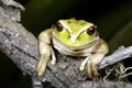 Marsupial frog Royalty Free Stock Photo