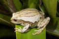Marsupial frog (Gastrotheca riobambae) Royalty Free Stock Photo