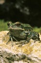 Marsupial Frog, gastrotheca riobambae, Adult standing on Stone