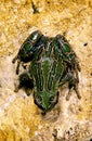 Marsupial Frog, gastrotheca riobambae, Adult standing on Stone