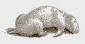 Marsupial mole notoryctes lying on the ground