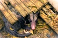 Marsupial opossum