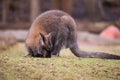 Marsupials: Wallaby feeding on the grass Royalty Free Stock Photo