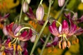 Martagon Lily Royalty Free Stock Photo
