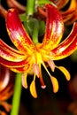 Martagon Lily Royalty Free Stock Photo