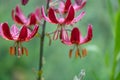 Martagon lily Lilium martagon Claude Shride, inflorescence Royalty Free Stock Photo