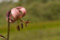 Martagon Lily, Turkse lelie, Lilium martagon