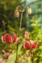 Martagon or turk`s cap lily, lilium martagon  `Gaybird Royalty Free Stock Photo