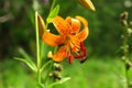 Martagon or turk`s cap lily, lilium martagon on a naturally blurred background in the forest Royalty Free Stock Photo