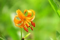 Martagon or turk`s cap lily, lilium martagon on a naturally blurred background in the forest Royalty Free Stock Photo