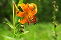 Martagon or turk`s cap lily, lilium martagon on a naturally blurred background in the forest