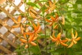 Martagon or turk`s cap lily, lilium martagon  `Orange Marmalade Royalty Free Stock Photo