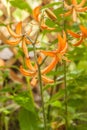 Martagon or turk`s cap lily, lilium martagon `Orange Marmalade` with raindrops