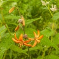 Martagon or turk`s cap lily, lilium martagon