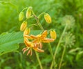 Martagon or turk`s cap lily, lilium martagon Peppard Gold` in garden