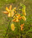 Martagon or turk`s cap lily, lilium martagon Peppard Gold` and raindrops