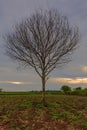 Single Tree Royalty Free Stock Photo