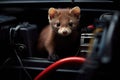 marten in the engine compartment of a car can cause severe damage