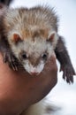 Marten in human hand Royalty Free Stock Photo