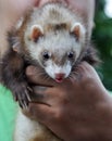 Marten in human hand Royalty Free Stock Photo