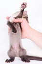 Marten in human hand Royalty Free Stock Photo
