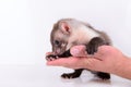 Marten in human hand Royalty Free Stock Photo