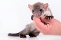 Marten in human hand Royalty Free Stock Photo