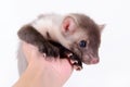 Marten in human hand Royalty Free Stock Photo