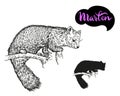 Marten vector hand draw the illustration isolated on white background.