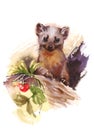 Marten Wild Animal Winter Illustration Hand Painted