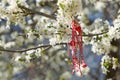 Martenitsa Bulgarian tradition Royalty Free Stock Photo