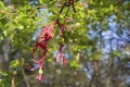 Martenitsa hanging on tree branch. Bulgarian symbol of spring.